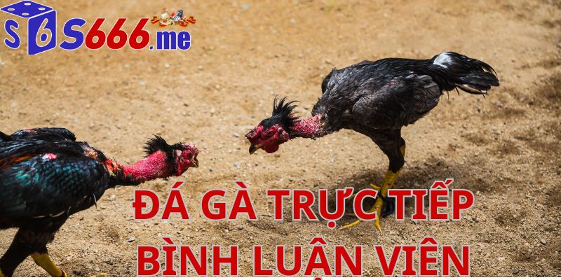 Đá gà trực tiếp bình luận viên